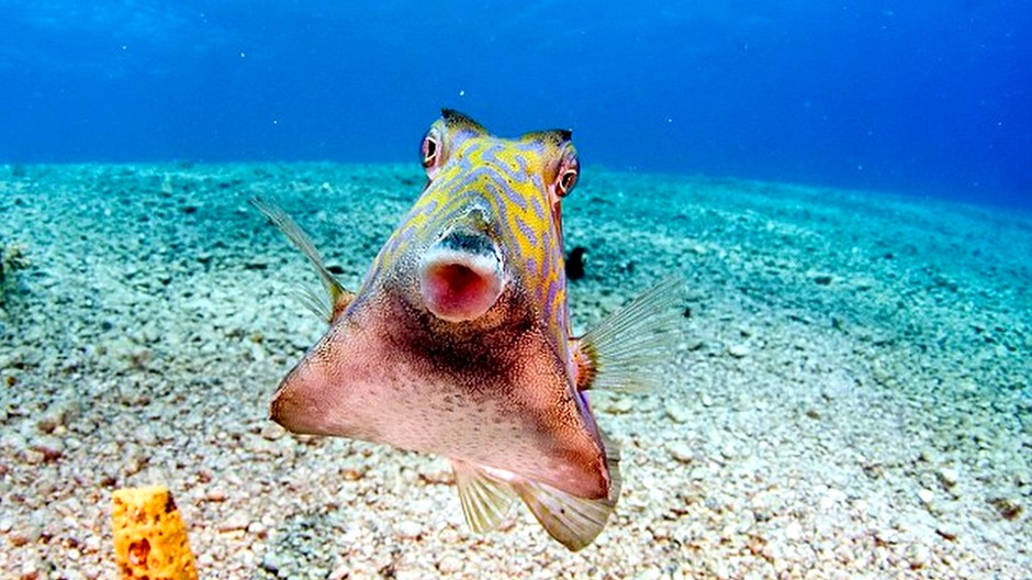 Ryba s našpúlenými perami