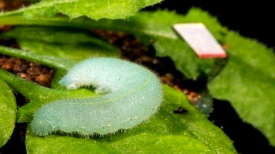 Rastlina a húsenica