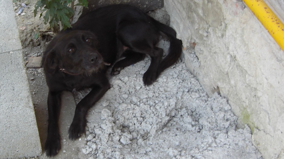 Stratila sa fenka Amálka! Pomôžte ju nájsť