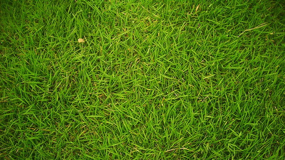 Krásna zelená tráva