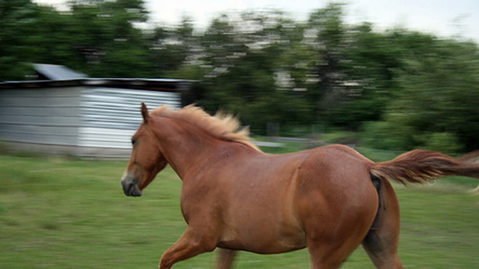 kon bezi