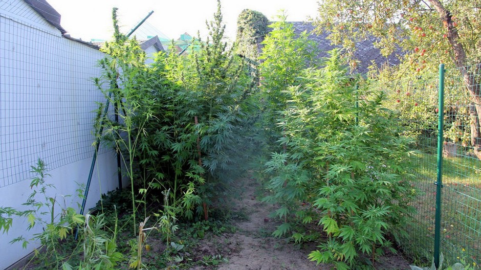 marihuana, pestovanie, Česko, 16.9..2016