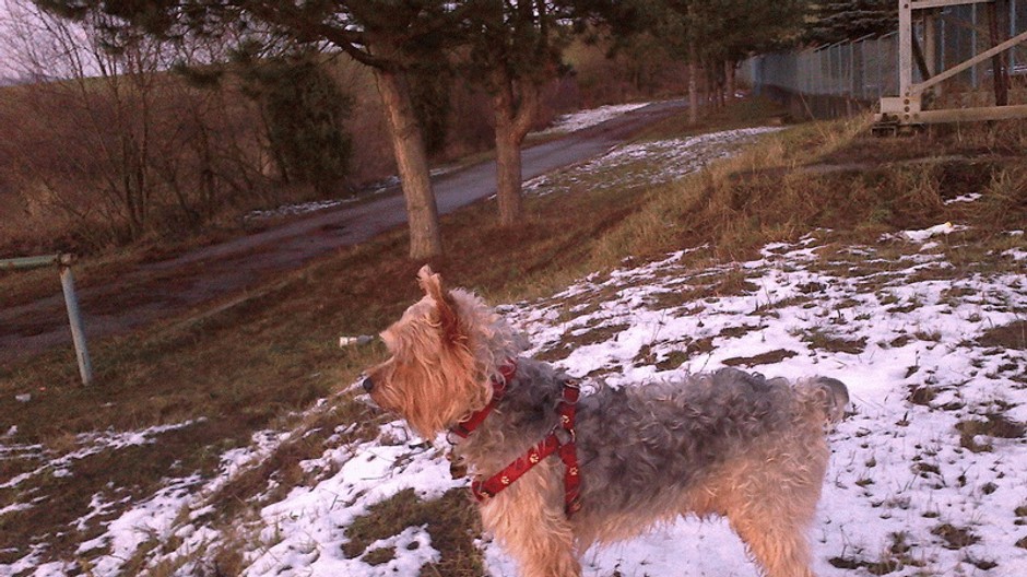 Stratený pes Yorksheer