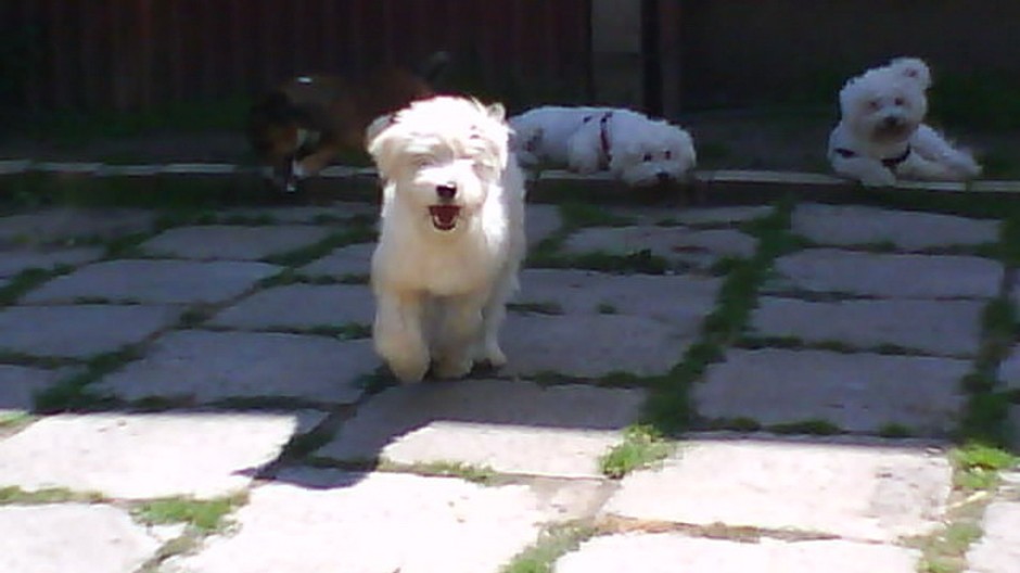 Stratený Beny_Košické Olšany