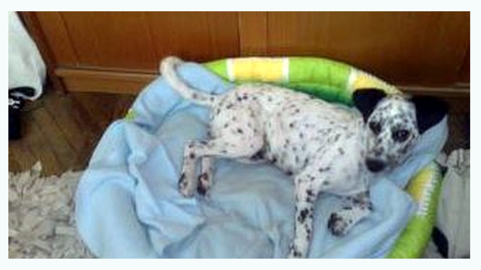 Prosím Vás o pomoc pri hľadaní našej fenky Lindy , adoptovali sme si ju zo žilinského útulku. Jedná sa o kríženca , je bielej farby s čiernými bodkami, vyzerá ako minidalmatínec. Mala na sebe zelený oblek s kapucňou, reflexný obojok s červenými led diódam