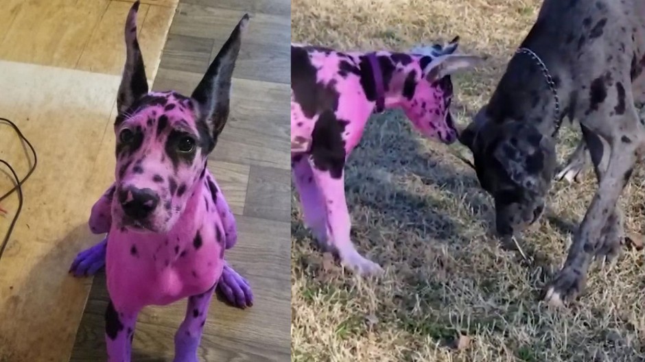 Psa nafarbila na ružovo