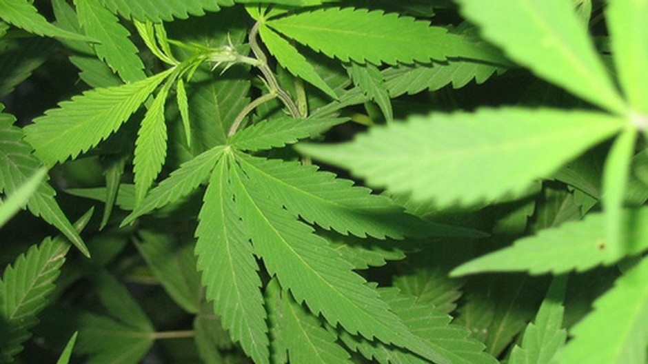 Za pozitívnym dopingovým testom stojí marihuana