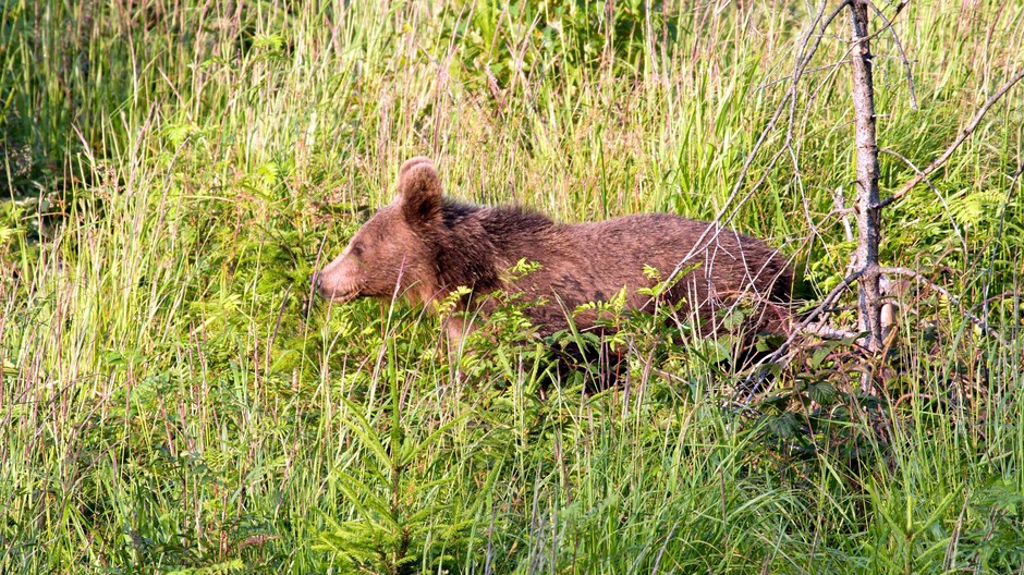medveď ilustračné foto