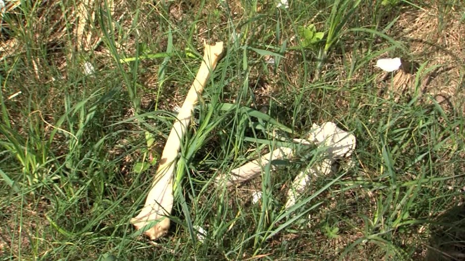 Kosti na zemi a v igelite vnútornosti. Nebezpečenstvo nákazy hrozí aj pre človeka6585