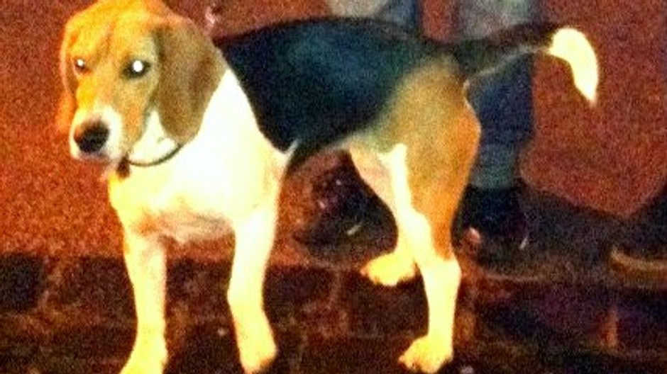 Bígl_sučka_stratená_Veľký Šariš_pátračka