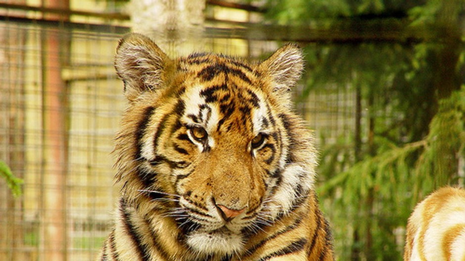 tiger mlada