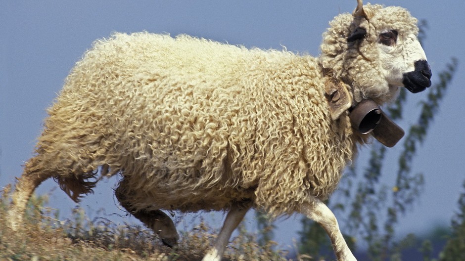 Ovca baran tráva,pole