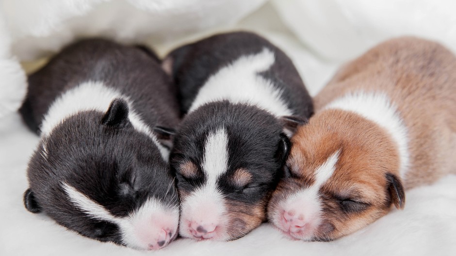 Šteniatka sú úplne bezmocné, keď prídu na svet. Sú slepé, hluché a bezzubé a tak podarené. Počas prvého týždňa života strávia šteniatka 90 percent dňa spaním a zvyšných 10 percent kŕmením. Pretože nevedia chodiť, začnú svoj život lezením. Oči, ktoré majú 