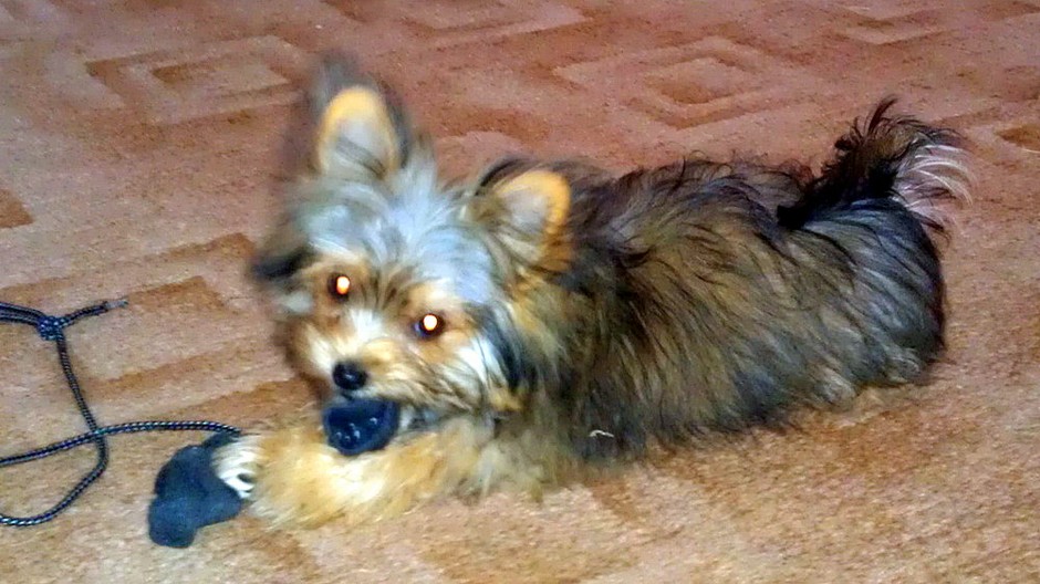 Stratil sa Jimmy. Nalezcu caka odmena.