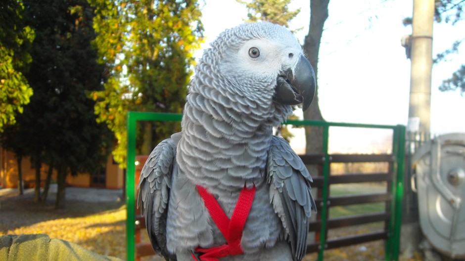 Žako_papagáj_stratený_Obišovce_Nelly_okres Košice