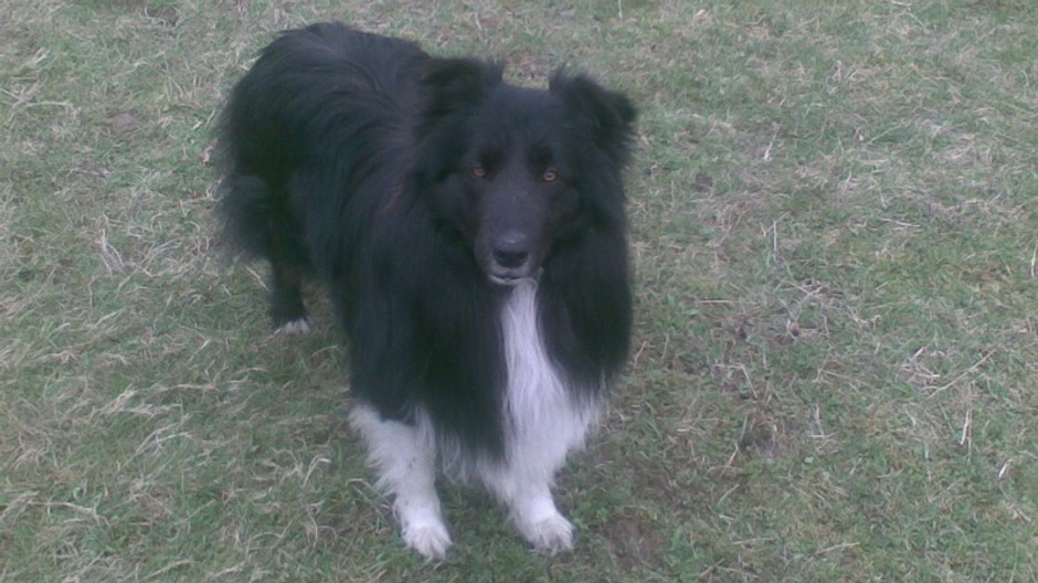 Dyno_psík_stratený_Považská Bystrica_pátranie