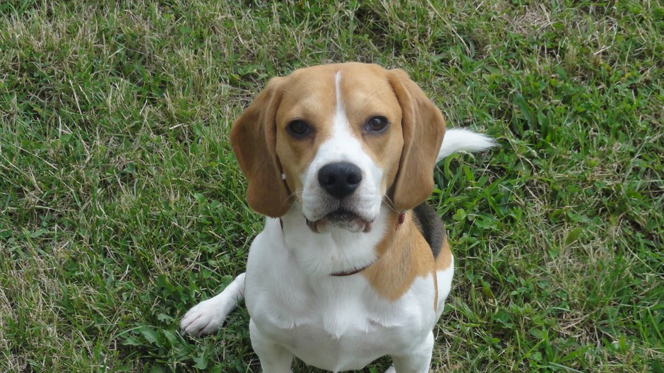 Dnes cca o 9:30 nam auto zrazilo psika bigla.
Pes v soku usiel a nevieme ho najst . Ak by ho niekto videl v Dunajskej Strede alebo jej okoli prosim kontaktujte nas na telefonom cisle 0917299045. Je pravdepodobne zraneny.
Reaguje na meno Denzel .Na obojk