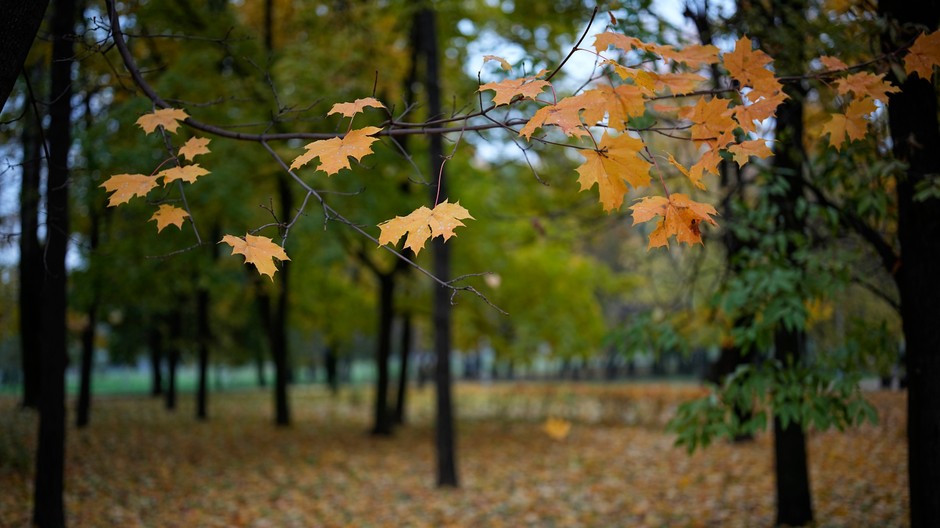 jeseň il priroda stromy