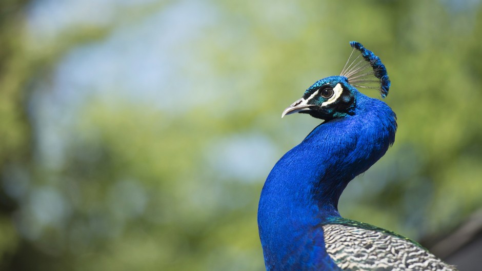 Páv (ilustračná foto)