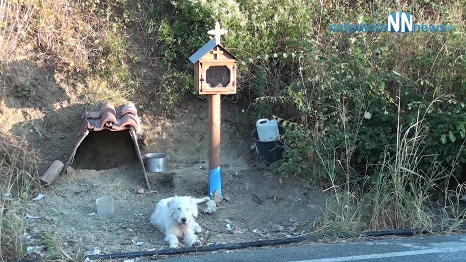 Pes čaká na svojho majiteľa niekoľko mesiacov na mieste, kde zomrel