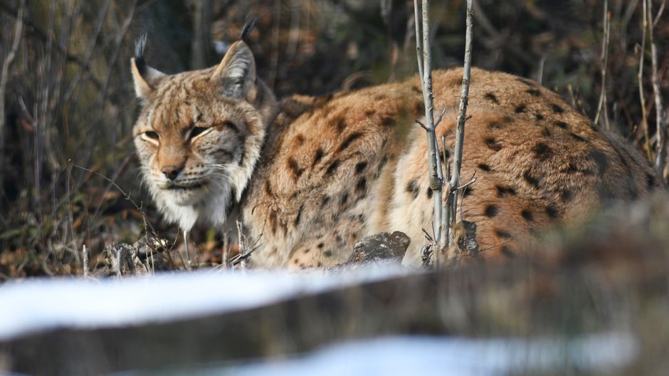 Rys ostrovid v zoologickej záhrade v Košiciach