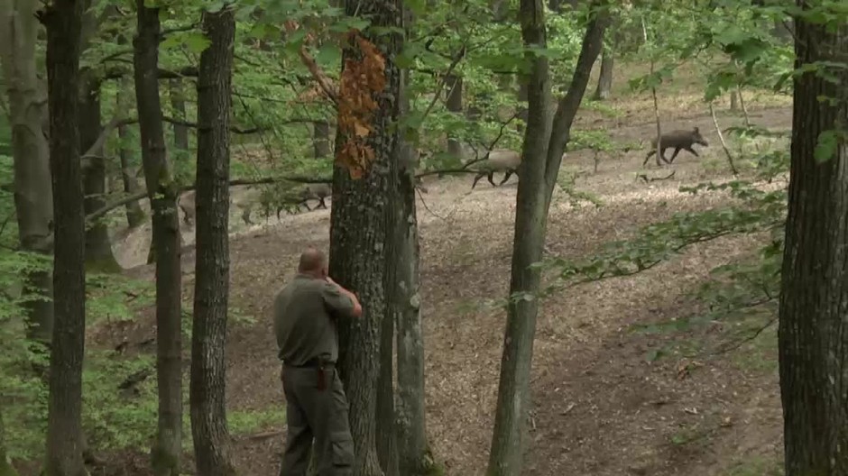 [multi] Odstrel diviakov 1388