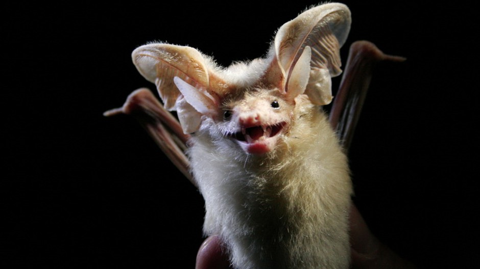 netopier ilustračné foto