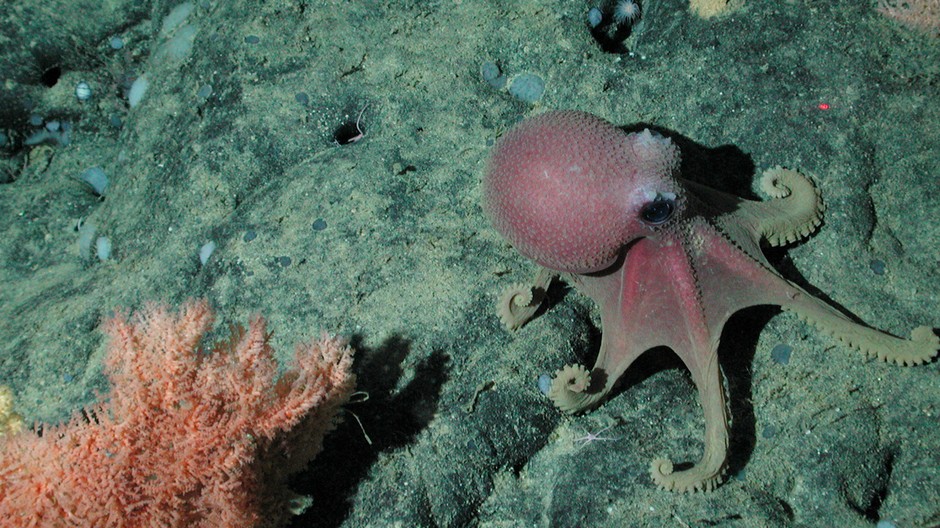 Chobotnica Graneledone boreopacifica