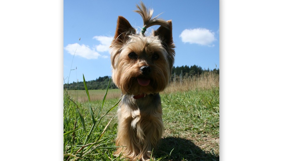 Moly yorkshirský teriér stratená Staré Záturčie pri Martine