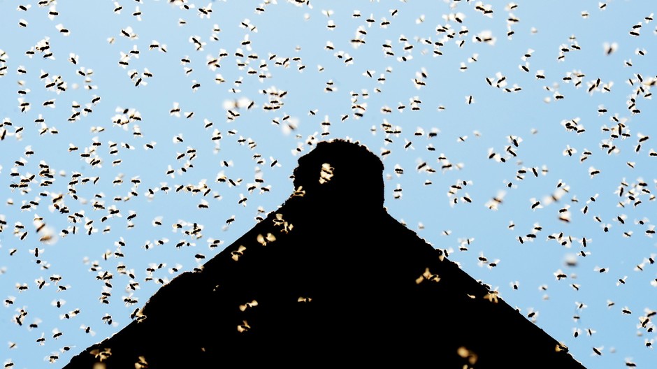 vcely, vceli roj na oblohe, cast strechy