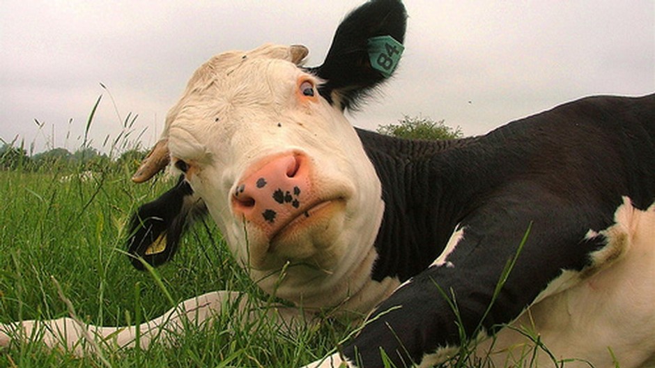 Krava leží na lúke