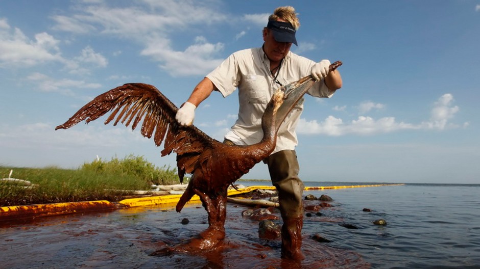 pelikan muz ho berie z ropy