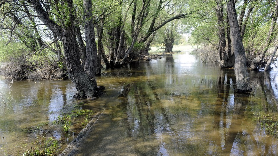 zaplavy,povodne, vyliata morava, stromy