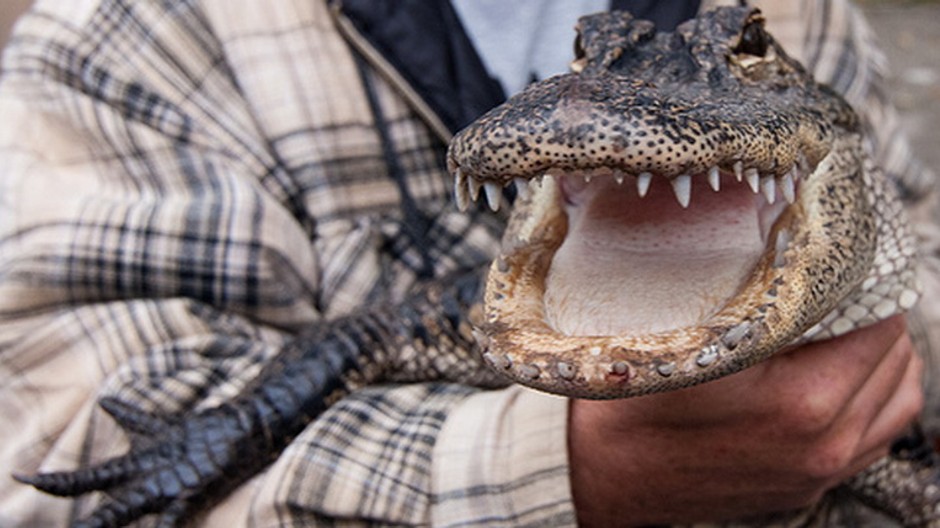Aligátor, ruky muža, v náručí, roztvorená tlama, papuľka