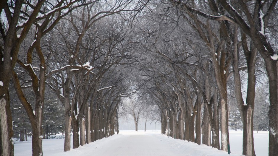 sneh, krajina, stromy