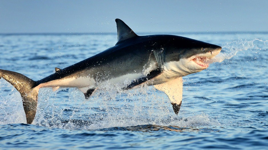 žralok ilustračné foto