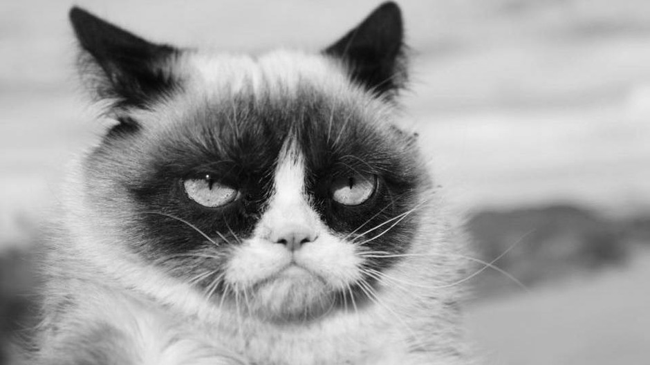 Najznámejšia mačka na svete