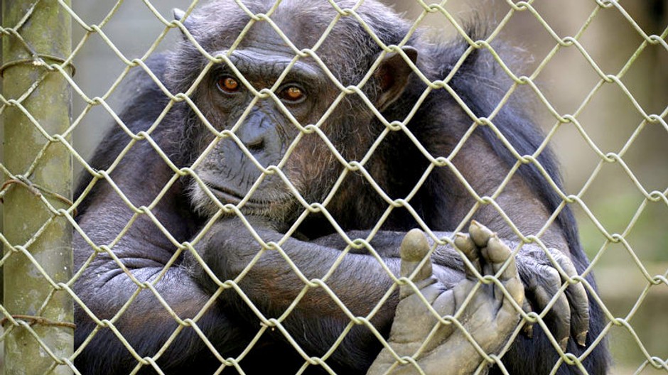 smutný šimpanz