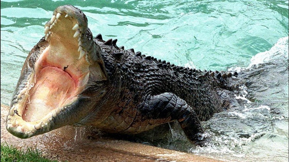 otvorena krokodilia tlama