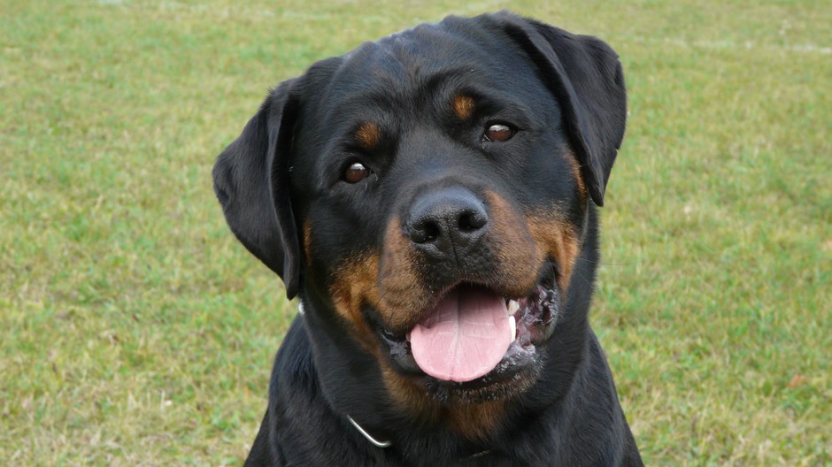 stratená rotvajlerka Akra Zvolen