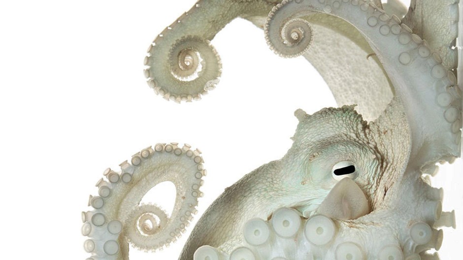 Chobotnica pobrežná