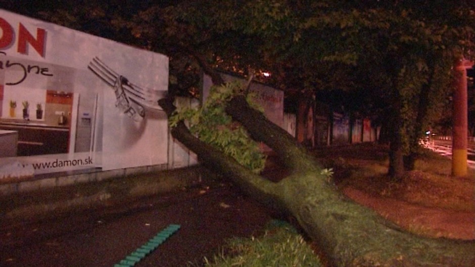 strom na ceste