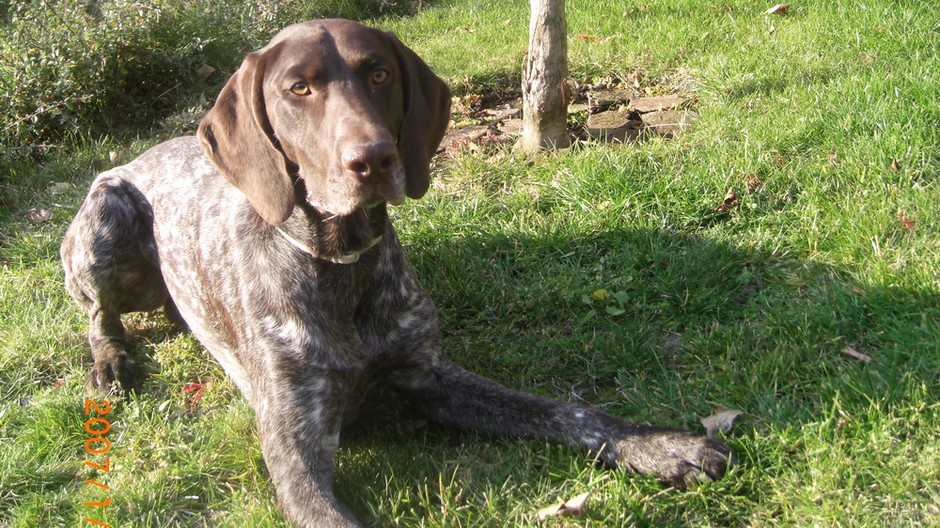 Stratil sa nemecký stavač na Devínskej Kobyle
