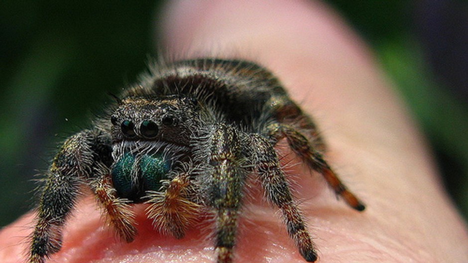 Pavúk chlpatý na tele, koža, pokožka