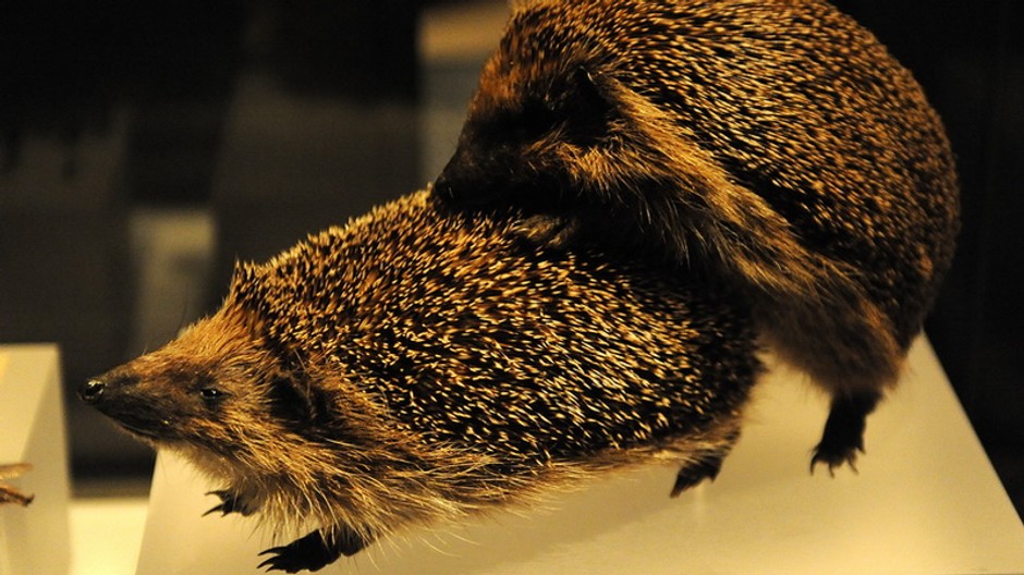 Zvieratká sex ježkovia Londýn múzeum