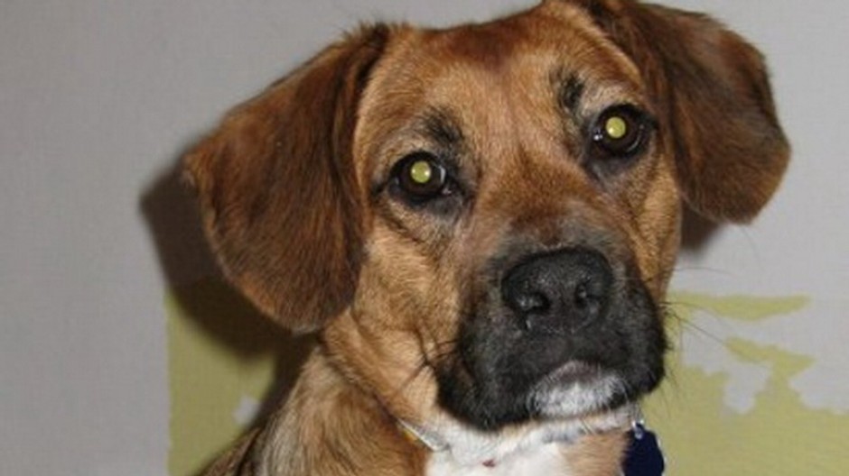 Stratená fenka Leja