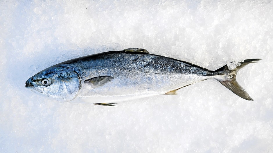 Ryba mrazená ľad pozdie ilustračná