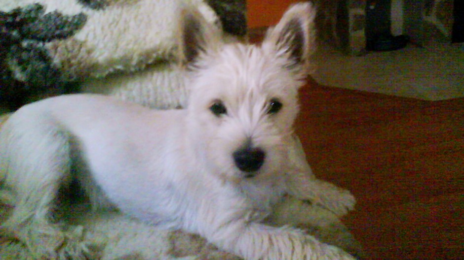 Bono Bonbon stratený psík na Oravskej priehrade