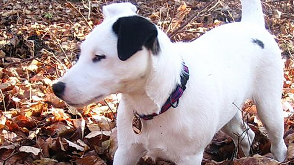 Stratil sa psík Jack Russel teriér, volá sa Forest