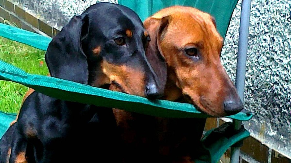 Stratení jazvečíci Elton Ajda